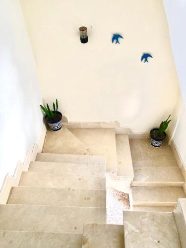 un escalier avec deux plantes en pot et des chauves-souris sur le mur dans l'établissement Résidence Farhani, à Tunis