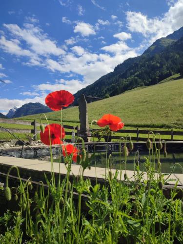 a group of red flowers in front of a fence at Haus Enzian in Mittersill