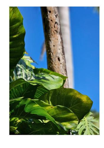 a plant with green leaves next to a tree at Jardim Secreto - Itaipava in Itaipava