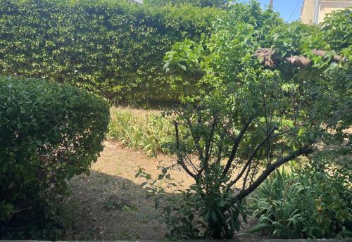 un petit arbre au milieu d'un jardin dans l'établissement Orus Corner - plage à 5 minutes à pied, à Marseille
