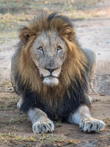 a lion laying down on the ground at Ukanyi Luxury Villa in Hoedspruit