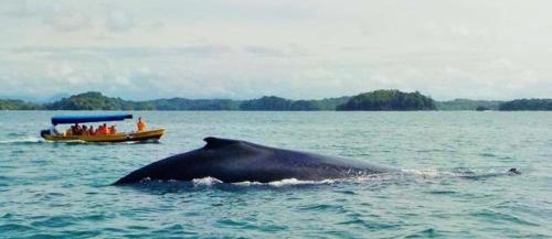 a whale in the water next to a boat at Sand Dollar Villa in Boca Chica