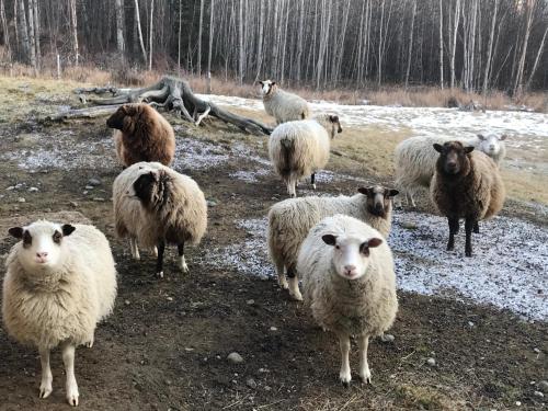 a herd of sheep standing in a field at Alaska's Harvest Bed and Breakfast and Luxury Log Cabin in Palmer
