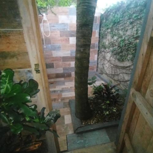 a palm tree in theoyer of a house at Paraíso Hortensia Honeymoon Suite in Santiago de los Caballeros