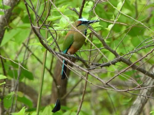 a bird perched on top of a tree branch at Nicoya Silvestre in Lepanto