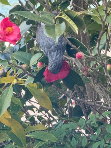 a bird sitting on top of a tree with a flower at Itoshima inn 海 山 川が目の前でベッド8台 4LDK 一棟貸し in Itoshima