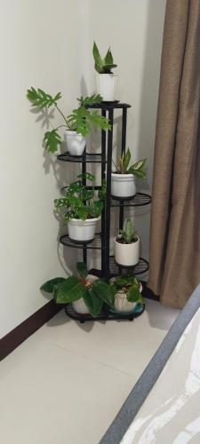 a black plant stand with several plants on it at StudioFlat BelFont in Lapu Lapu City