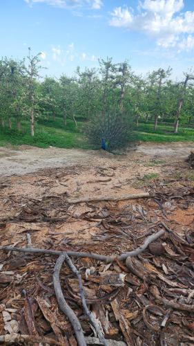 a pile of branches on the ground in a field at The smallest farm in Africa ELGIN in Grabouw