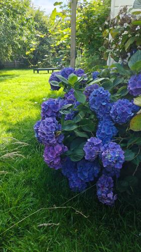 a bush of blue flowers in the grass at Maison avec Spa en bord de mer in Logonna-Daoulas