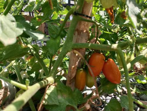 a bunch of tomatoes growing on a plant at White lilies the house of gourmet flavours in Chios