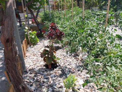 a garden with a cactus and other plants at White lilies the house of gourmet flavours in Chios
