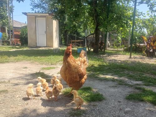 a chicken and a group of ducklings walking at BaBa guesthouse in Martvili