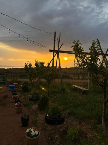 a sunset in a field with potted plants at Guesthouse Snow Leopard - 'Ak Ilbirs' in Tong