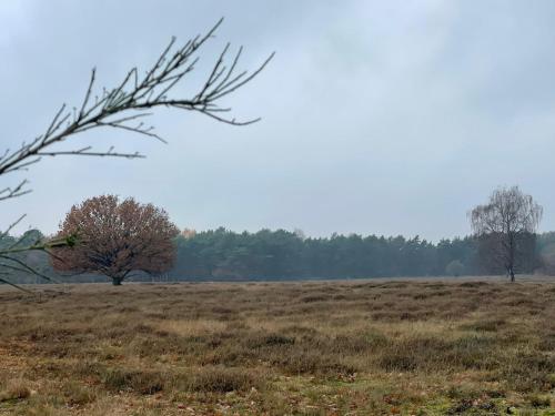a field with two trees in the distance at Private Tiny House in Bussum near Amsterdam! in Bussum