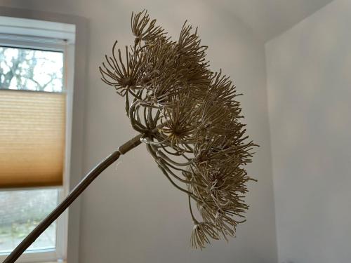 a close up of a plant in a room at Private Tiny House in Bussum near Amsterdam! in Bussum