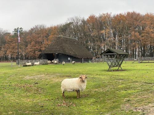 a sheep standing in a field with a barn at Private Tiny House in Bussum near Amsterdam! in Bussum