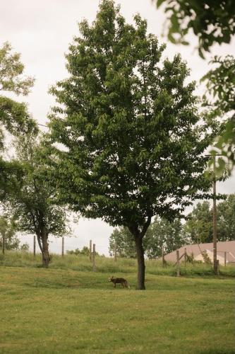 a dog laying in the grass under a tree at Wild&Free Private Lake in Nagycsepely