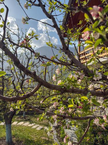 a branch of a tree with pink flowers on it at Shivadya - A Luxury Boutique Experience in Manāli