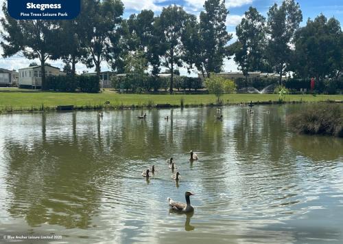 Pine Trees Leisure Park