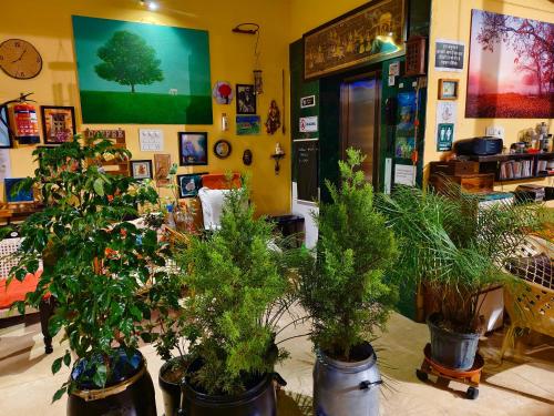 a room filled with potted plants on the floor at Devi music ashram in Rishīkesh