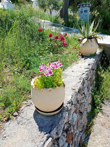 two potted plants sitting on a stone wall at Stefanos Garden in Arménoi