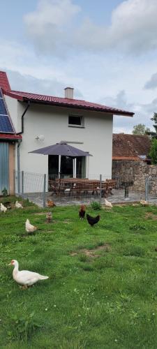 a group of ducks in the grass in front of a house at Agroturystyka Błądkowo 20A, Dom 11 miejsc in Błądkowo