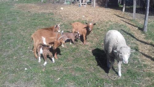 Tiere im Ferienhaus oder in der Nähe