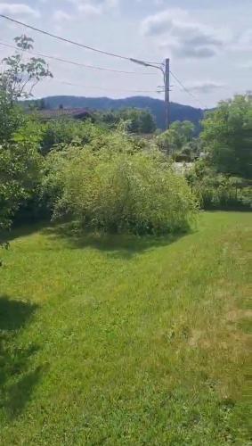 a bush in the middle of a grass field at Maison RoMa, se ressourcer proche de Gerardmer et La Bresse in Vagney