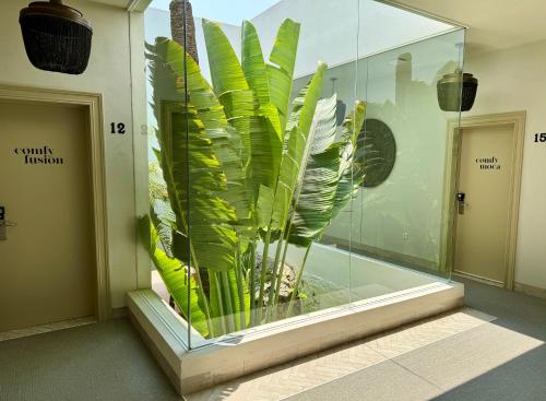 a large green plant in a glass display case at Comfy Studios Hotel in Benalmádena