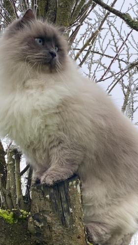 a cat sitting on top of a tree at chambre d hôtes Ferme Bressane la barcarolle in Dommartin-lès-Cuiseaux