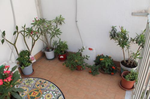a bunch of potted plants sitting on a patio at B&B Domus Pina in Catania