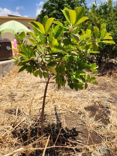 a small tree with green leaves in the dirt at The Heart Cabin in Kidmat Tsvi