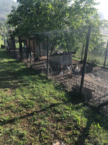 a cage with chickens in it in a field at Il Borghetto di Carra in Talla
