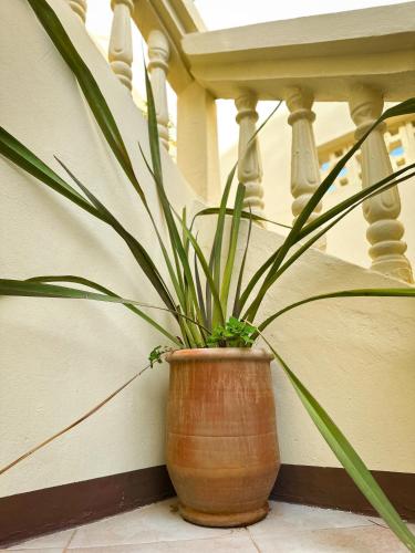 a potted plant sitting on the side of a staircase at Eco Bay Surf Camp in Aourir