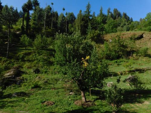 a tree in the middle of a field at The Sigiriya Old manali in Manāli