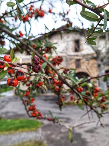 a bunch of berries on a tree with a building in the background at Casa Rural Areano in Escoriaza