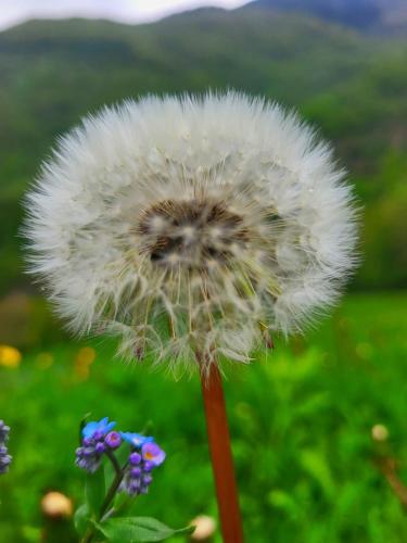 a white dandelion standing in a field of flowers at Svanieri Cozy Cottage in the Mountains in Katskhi