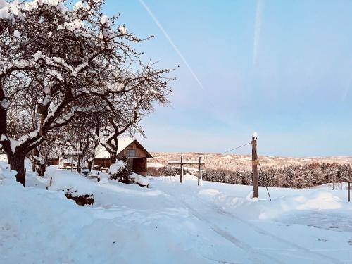 a snow covered field with a tree and a barn at Wittinghof in Julbach