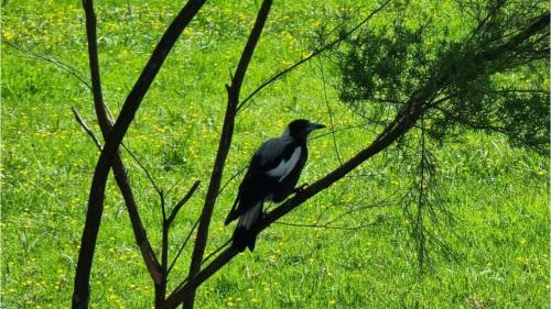 a black and white bird sitting on a tree branch at The Kauri Getaway by Tiny Away in Waitoki