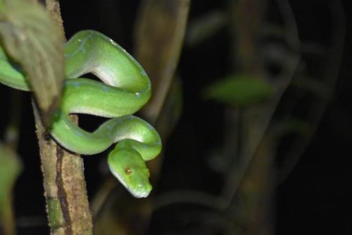 Φωτογραφία από το άλμπουμ του Raja Ampat Herping σε Sageurin