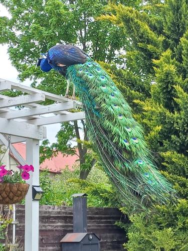 Paradise villa apartment