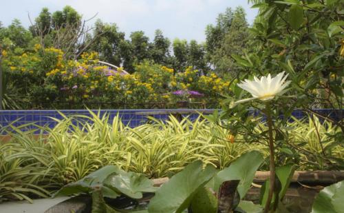 a garden with a white flower and some plants at U Tiny Boutique Hotel Suvarnabhumi Bangkok - SHA Plus in Lat Krabang