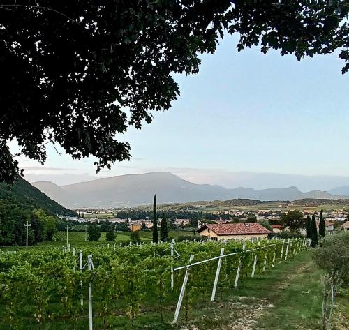 a vineyard in a field with mountains in the background at Villetta Moscal - Buon Gusto in Affi
