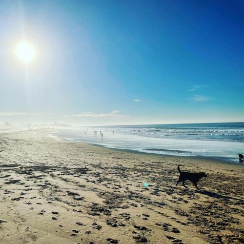 a dog walking on a beach with the ocean at NEW 3 Bedroom Beachfront Apartment in Carcavelos