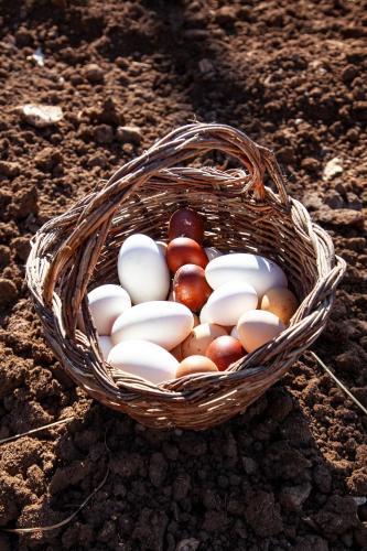 a basket full of eggs on the ground at Agriturismo RossoLampone in Gerano