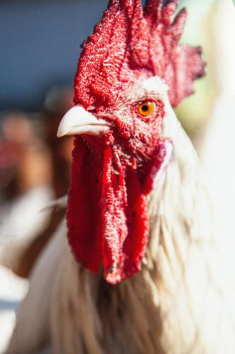 a close up of a chicken with a red head at Agriturismo RossoLampone in Gerano