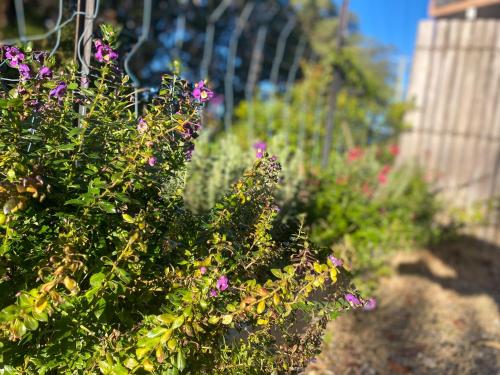 a group of plants with purple flowers in a garden at Korora Hideaway in Coffs Harbour