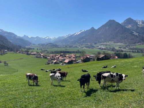 a herd of cows grazing in a field of grass at Au Chant des Grillons - studio ensoleillé en Gruyère in Estavannens-Dessous