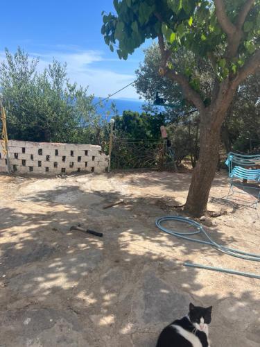 a black and white cat sitting under a tree at Ikarian traditional house in Agios Kirykos