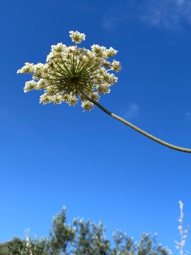 a plant with white flowers in the sky at FinIQ Boutiq Studios in Foiníki